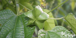 Sacha Inchi (Plukenetia volubilis) - Beneficios , Propiedades