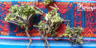Hercampuri (Gentianella alborosea) - Propiedades