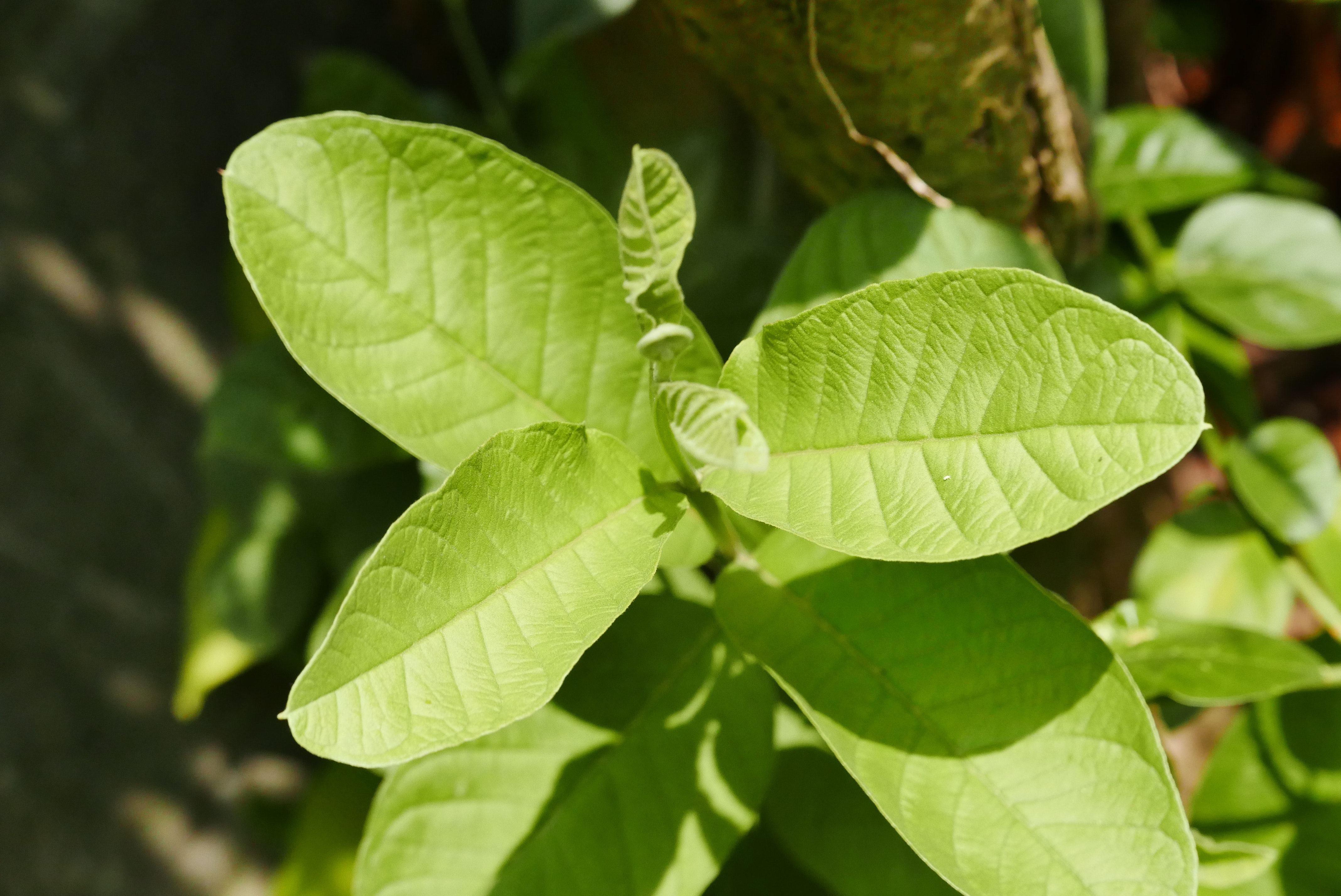 Hoja de guayaba (Psidium guajava) Beneficios medicinales. Farmacia afrodisíaca y estimulante