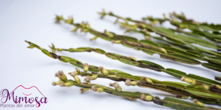 Carqueja (Baccharis articulata) Propiedades Afrodisíacas y medicinales