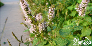 Mastranto (Mentha suaveolens)