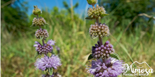 Poleo (Mentha pulegium) Propiedades