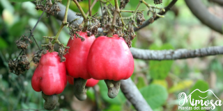 Marañon (Anacardium occidentale) 