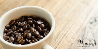 Beneficios al tomar Café (Coffea) en grano  