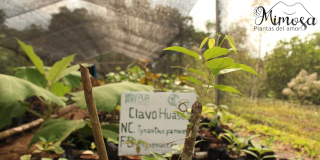 Clavo huasca (Tynnanthus panurensis)