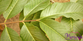 Hoja de guayaba (Psidium guajava)  Beneficios medicinales.