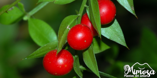 Rusco (Ruscus aculeatus) - Propiedades, beneficios, como usar.