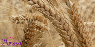 Centeno (Secale cereale) - Propiedades y Beneficios