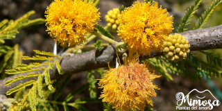 Espinillo (Acacia caven) - Beneficios - Propiedades Medicinales