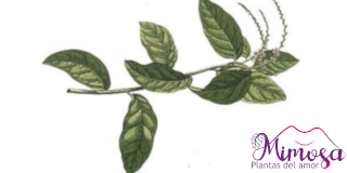 Anamú (Petiveria alliacea), propiedades y beneficios